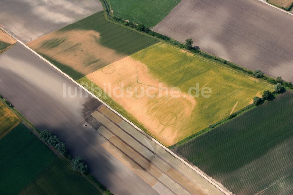 Worms aus der Vogelperspektive: Landwirtschaftliche Feld- Strukturen bei Worms-Ibersheim Rheinland-Pfalz