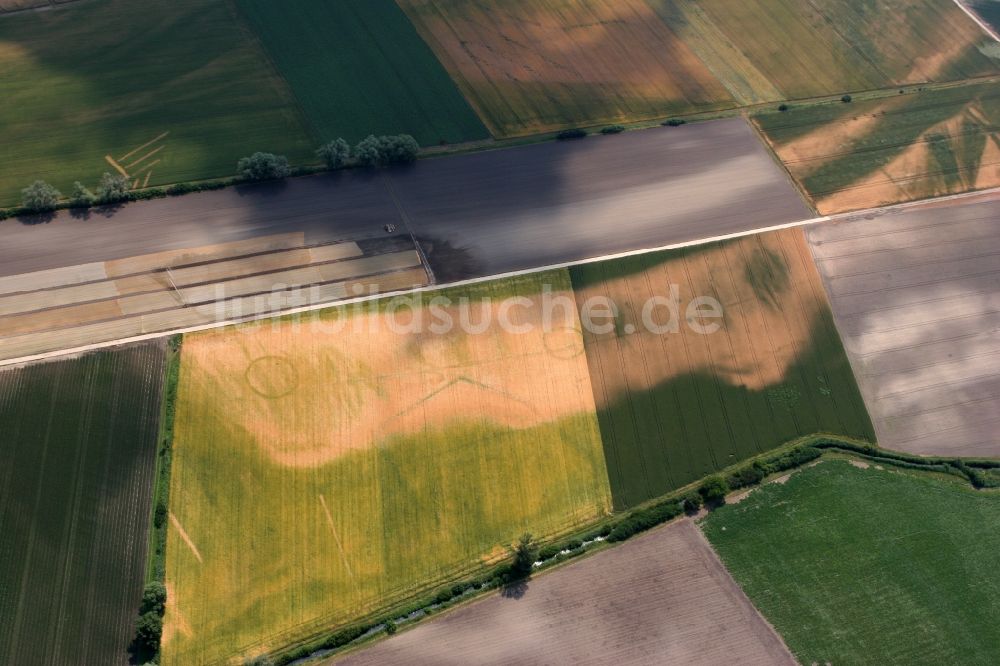 Worms von oben - Landwirtschaftliche Feld- Strukturen bei Worms-Ibersheim Rheinland-Pfalz