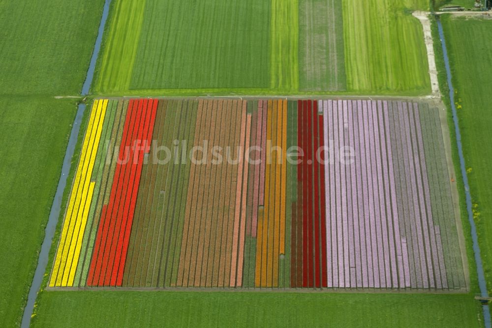 Luftaufnahme Hobrede - Landwirtschafts - Landschaft mit Tulpenfeldern zur Blumenproduktion bei Hobrede in Nordholland in Holland / Niederlande