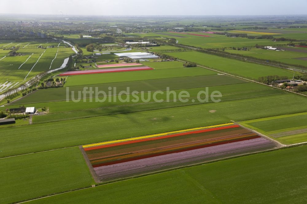 Hobrede aus der Vogelperspektive: Landwirtschafts - Landschaft mit Tulpenfeldern zur Blumenproduktion bei Hobrede in Nordholland in Holland / Niederlande