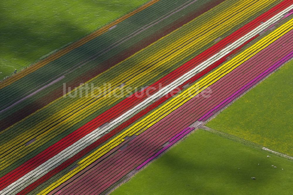 Luftbild Ursem - Landwirtschafts - Landschaft mit Tulpenfeldern zur Blumenproduktion bei Ursem in Nordholland in Holland / Niederlande