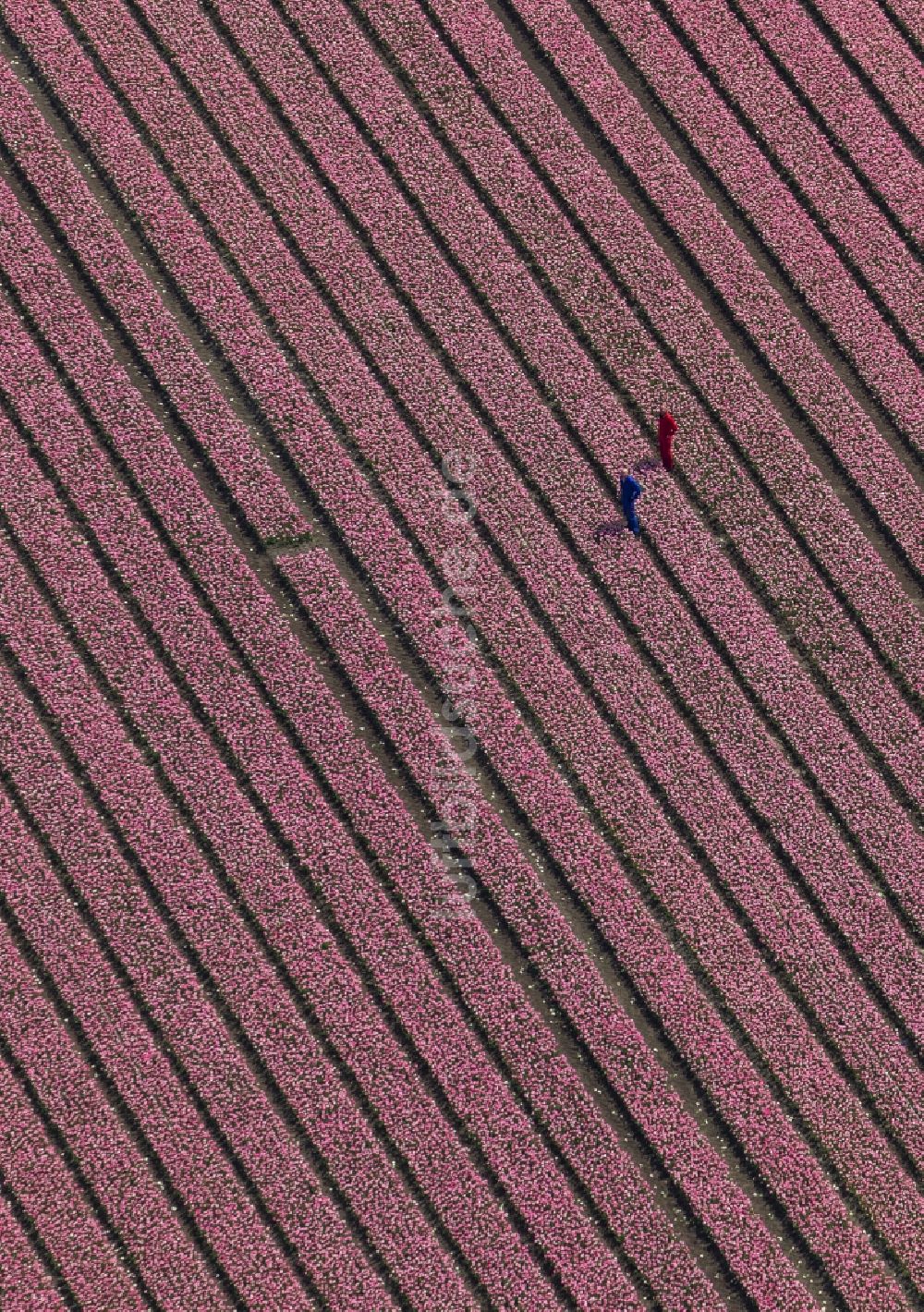 Luftbild Zuidoostbeemster - Landwirtschafts - Landschaft mit Tulpenfeldern zur Blumenproduktion bei Zuidoostbeemster in Nordholland in Holland / Niederlande