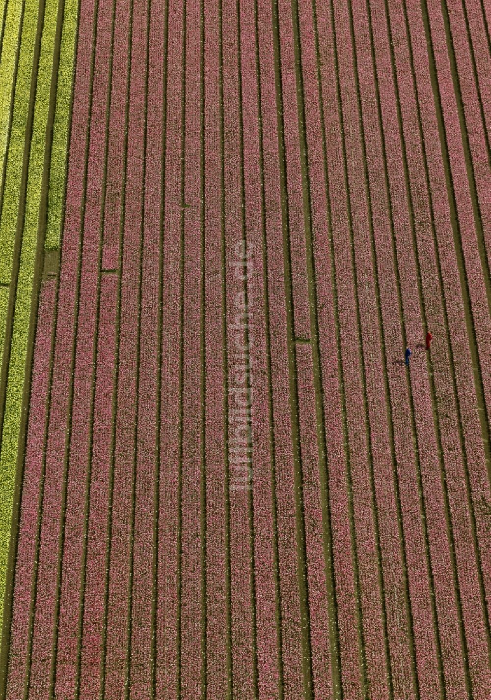 Luftaufnahme Zuidoostbeemster - Landwirtschafts - Landschaft mit Tulpenfeldern zur Blumenproduktion bei Zuidoostbeemster in Nordholland in Holland / Niederlande