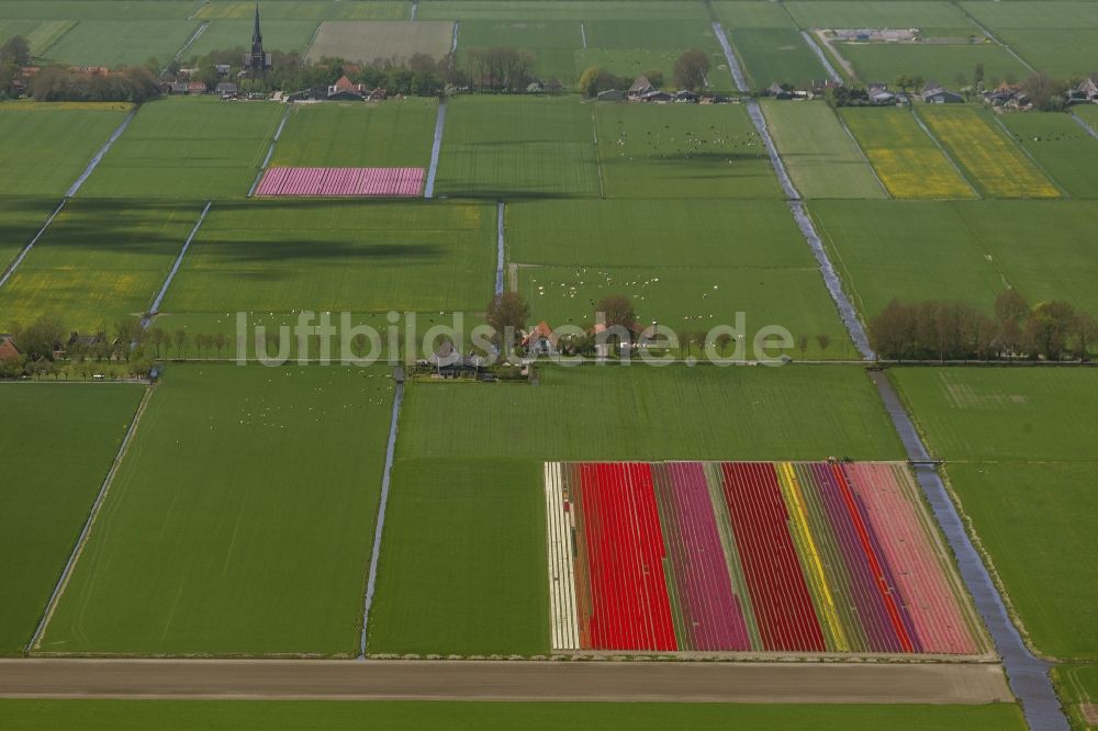 Zuidoostbeemster von oben - Landwirtschafts - Landschaft mit Tulpenfeldern zur Blumenproduktion bei Zuidoostbeemster in Nordholland in Holland / Niederlande