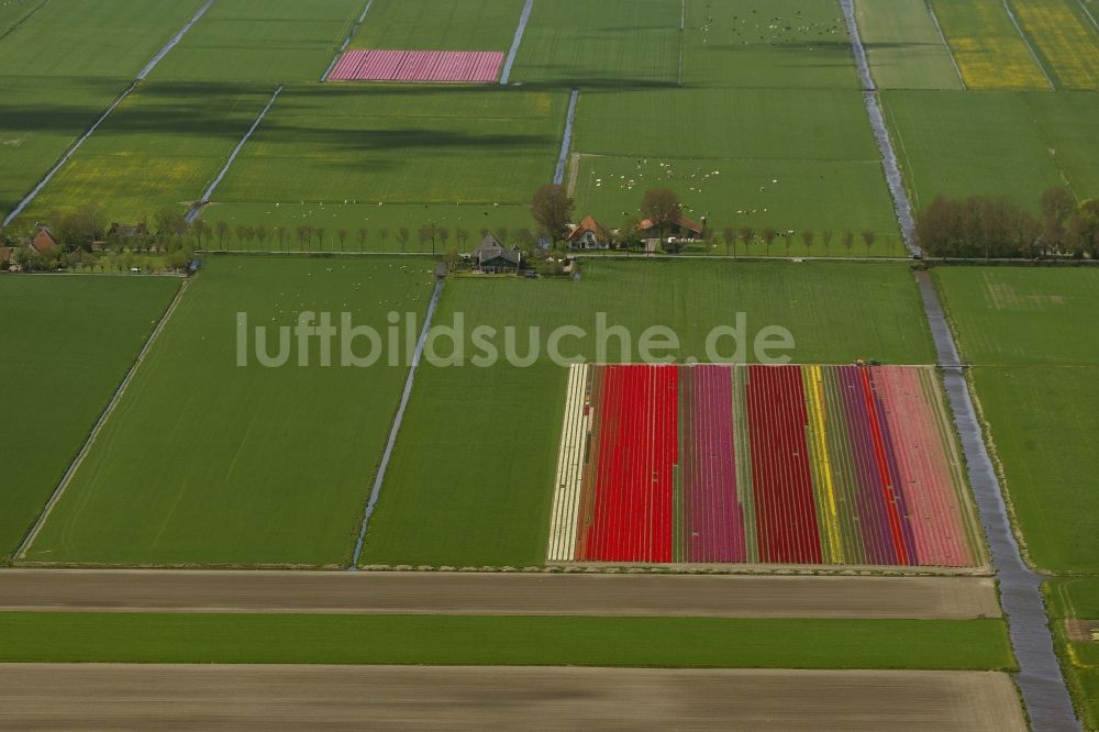 Zuidoostbeemster aus der Vogelperspektive: Landwirtschafts - Landschaft mit Tulpenfeldern zur Blumenproduktion bei Zuidoostbeemster in Nordholland in Holland / Niederlande