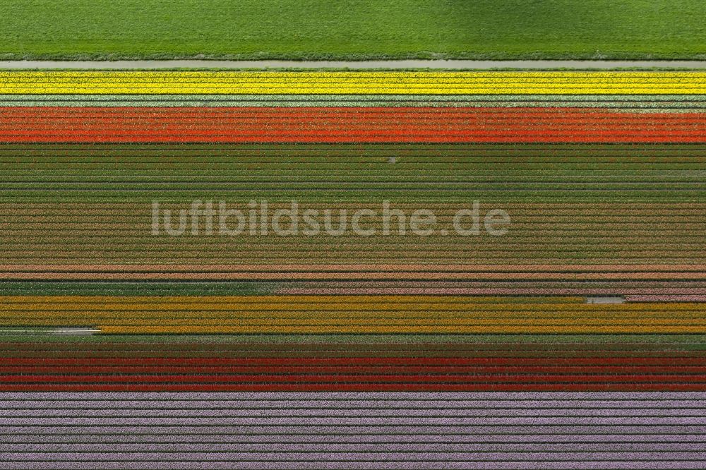Zuidoostbeemster aus der Vogelperspektive: Landwirtschafts - Landschaft mit Tulpenfeldern zur Blumenproduktion bei Zuidoostbeemster in Nordholland in Holland / Niederlande