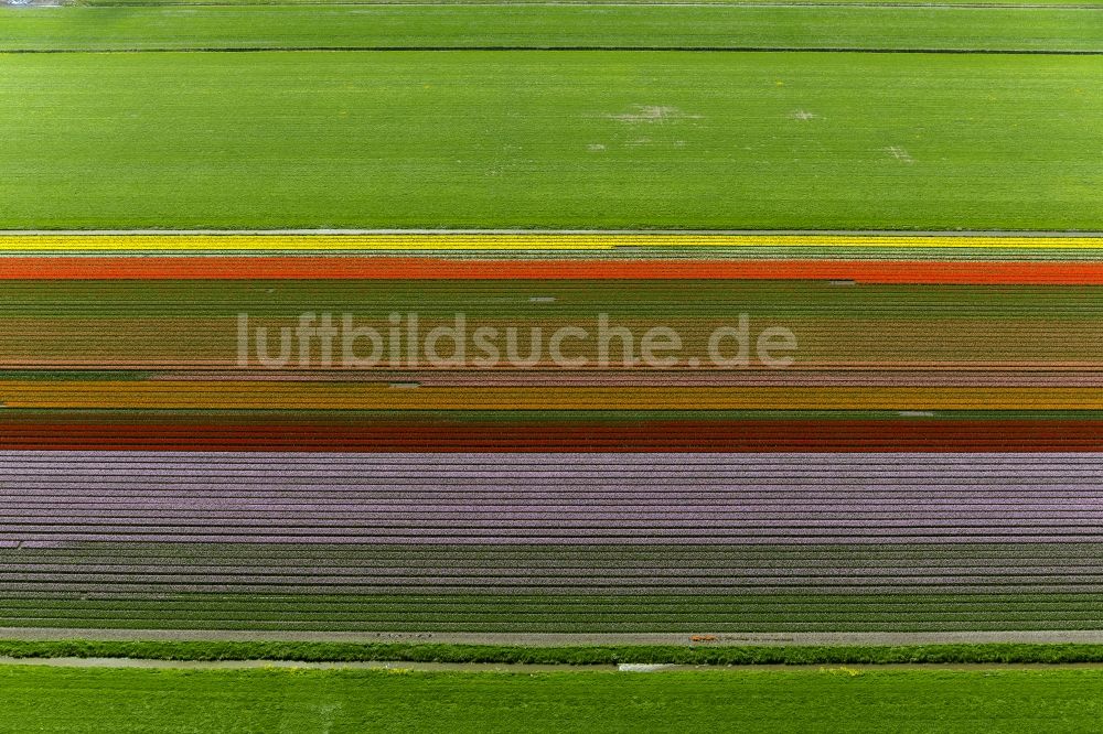 Luftbild Zuidoostbeemster - Landwirtschafts - Landschaft mit Tulpenfeldern zur Blumenproduktion bei Zuidoostbeemster in Nordholland in Holland / Niederlande