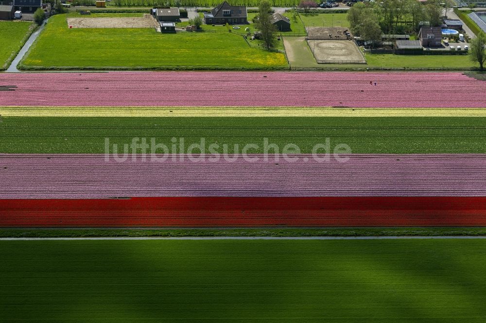 Zuidoostbeemster von oben - Landwirtschafts - Landschaft mit Tulpenfeldern zur Blumenproduktion bei Zuidoostbeemster in Nordholland in Holland / Niederlande