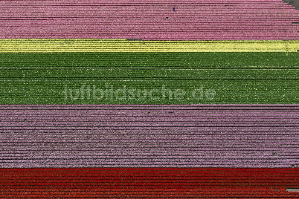 Luftbild Zuidoostbeemster - Landwirtschafts - Landschaft mit Tulpenfeldern zur Blumenproduktion bei Zuidoostbeemster in Nordholland in Holland / Niederlande