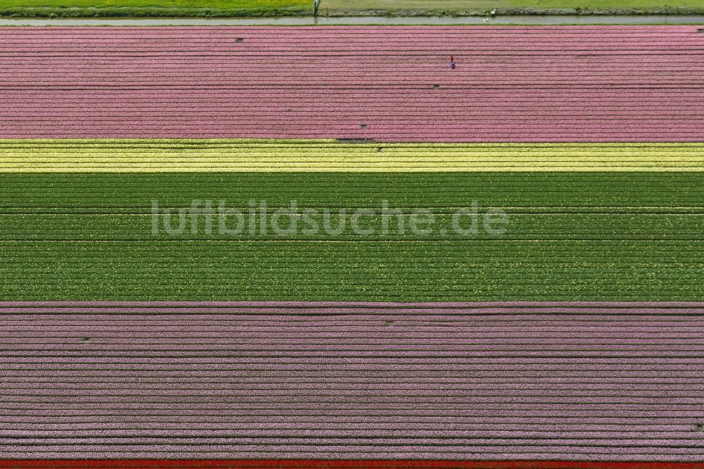 Luftaufnahme Zuidoostbeemster - Landwirtschafts - Landschaft mit Tulpenfeldern zur Blumenproduktion bei Zuidoostbeemster in Nordholland in Holland / Niederlande