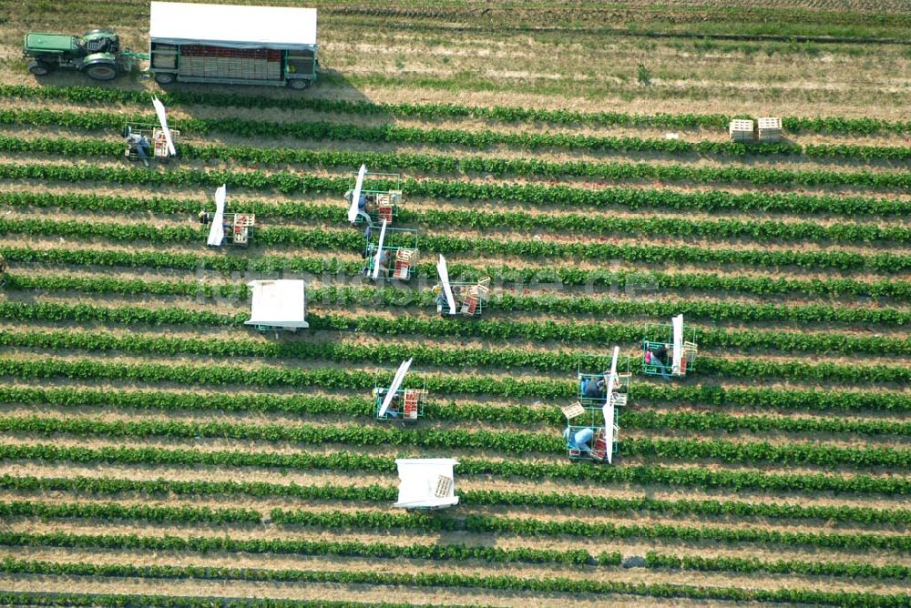 Luftaufnahme Wagshurst - Luftsicht auf die Erdbeerernte auf einem Feld bei Wagshurst in Baden-Württemberg