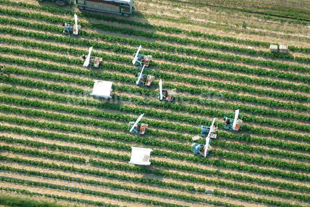 Wagshurst aus der Vogelperspektive: Luftsicht auf die Erdbeerernte auf einem Feld bei Wagshurst in Baden-Württemberg