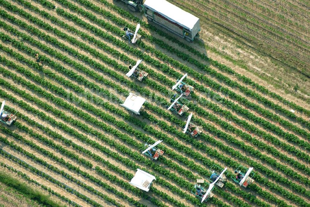 Luftbild Wagshurst - Luftsicht auf die Erdbeerernte auf einem Feld bei Wagshurst in Baden-Württemberg