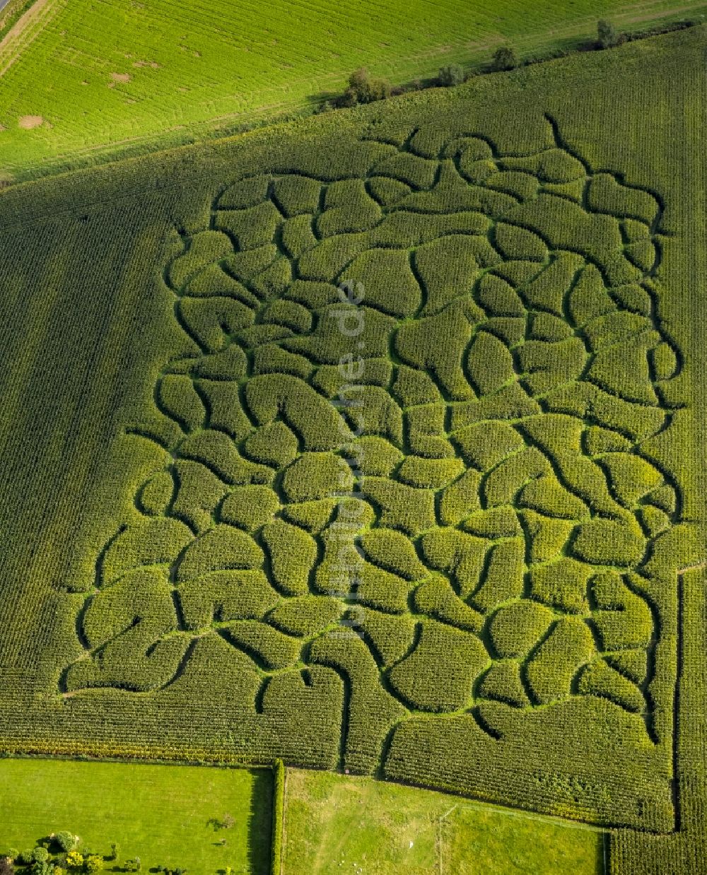 Luftaufnahme Bad Sassendorf - Maisfeld - Labyrinth und Irrgarten auf einem Feld bei Bad Sassendorf im Bundesland Nordrhein-Westfalen