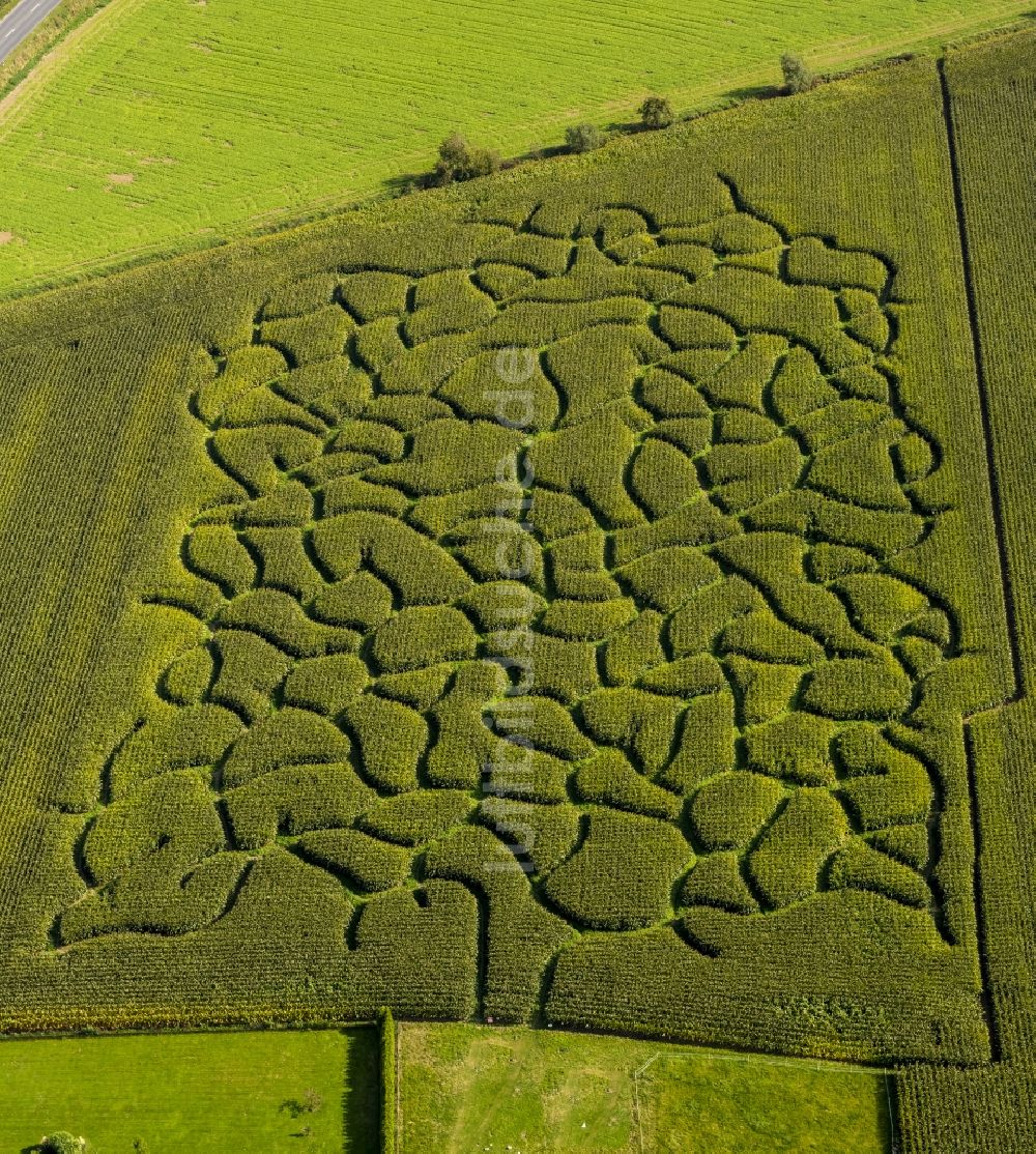 Bad Sassendorf von oben - Maisfeld - Labyrinth und Irrgarten auf einem Feld bei Bad Sassendorf im Bundesland Nordrhein-Westfalen