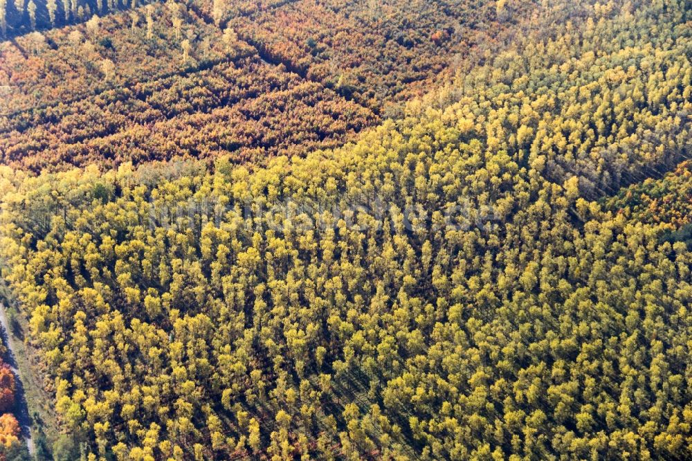 Bad Neustadt aus der Vogelperspektive: Meer bunt gefärbter Blätter an den Baumspitzen in einem Laubbaum- Waldgebiet in Bad Neustadt im Bundesland Bayern