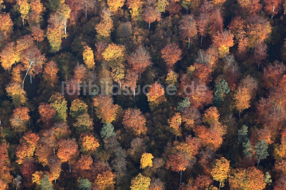 Luftbild Marienwerder - Meer bunt gefärbter Blätter an den Baumspitzen in einem Laubbaum- Waldgebiet bei Marienwerder im Bundesland Brandenburg