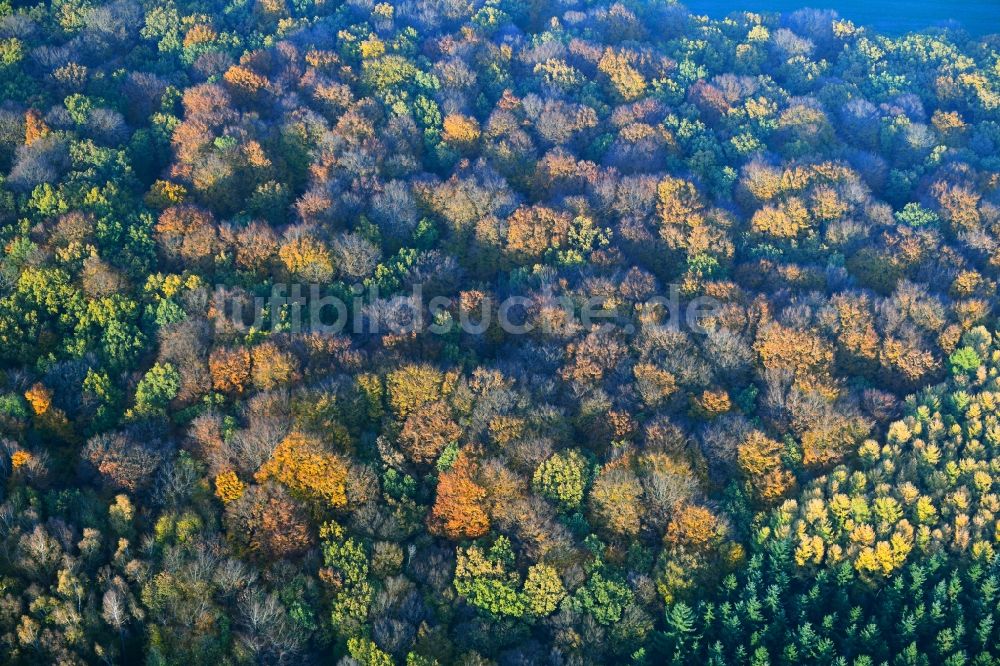 Luftbild Gültz - Meer bunt gefärbter Blätter an den Baumspitzen in einem Laubbaum- Waldgebiet in Gültz im Bundesland Mecklenburg-Vorpommern, Deutschland