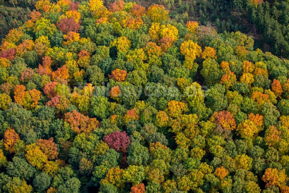 Meschede aus der Vogelperspektive: Meer bunt gefärbter Blätter an den Baumspitzen in einem Laubbaum- Waldgebiet in Meschede im Bundesland Nordrhein-Westfalen