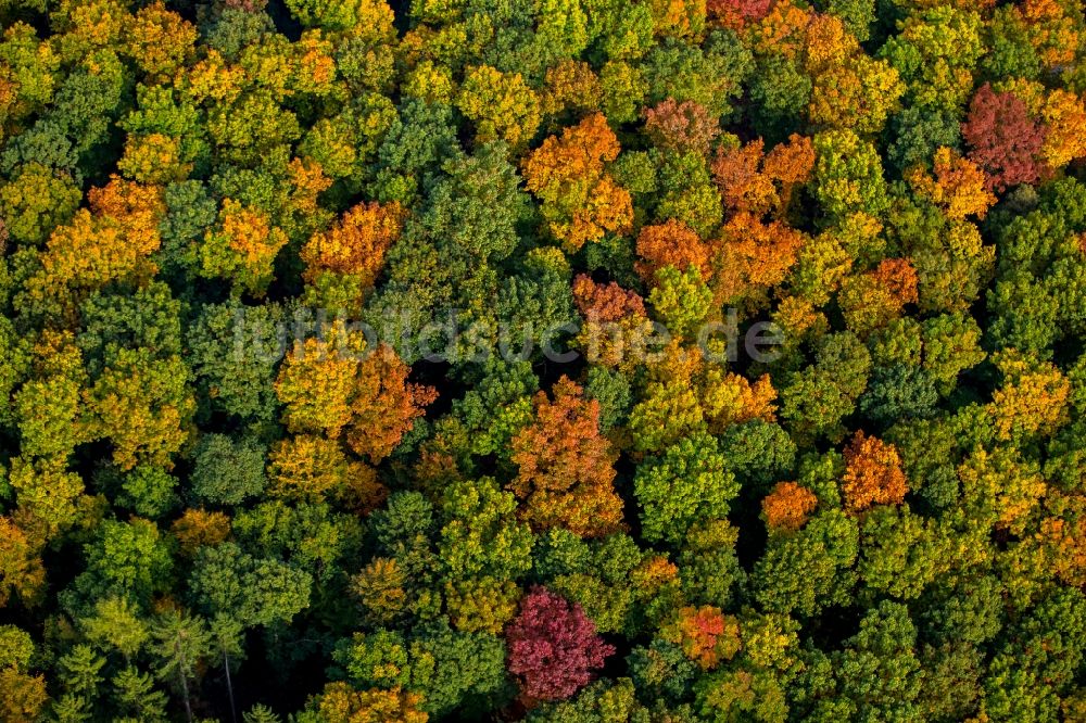 Luftaufnahme Meschede - Meer bunt gefärbter Blätter an den Baumspitzen in einem Laubbaum- Waldgebiet in Meschede im Bundesland Nordrhein-Westfalen