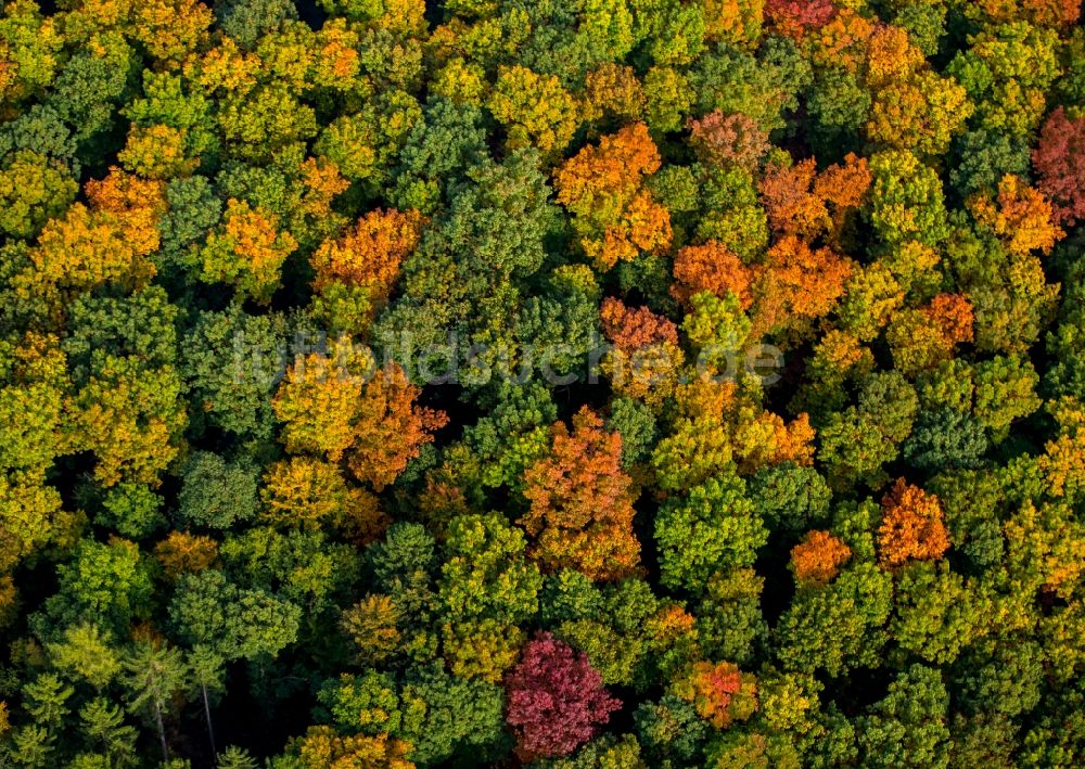 Luftbild Meschede - Meer bunt gefärbter Blätter an den Baumspitzen in einem Laubbaum- Waldgebiet in Meschede im Bundesland Nordrhein-Westfalen