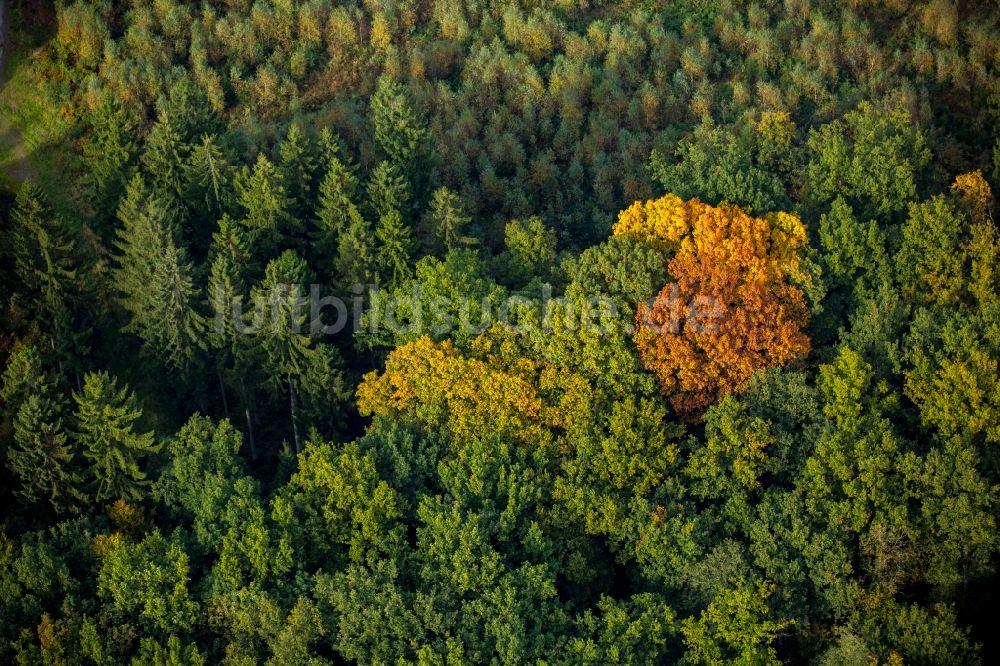 Luftaufnahme Meschede - Meer bunt gefärbter Blätter an den Baumspitzen in einem Laubbaum- Waldgebiet in Meschede im Bundesland Nordrhein-Westfalen