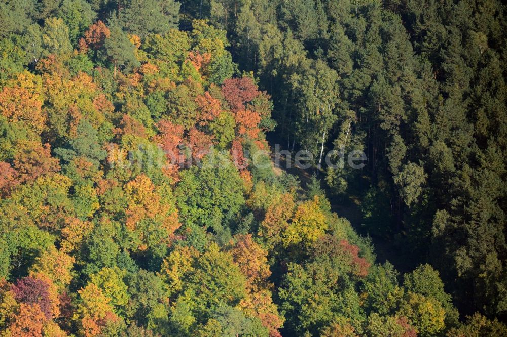 Luftaufnahme Schmachtenhagen - Meer bunt gefärbter Blätter an den Baumspitzen in einem Laubbaum- Waldgebiet in Schmachtenhagen im Bundesland Brandenburg