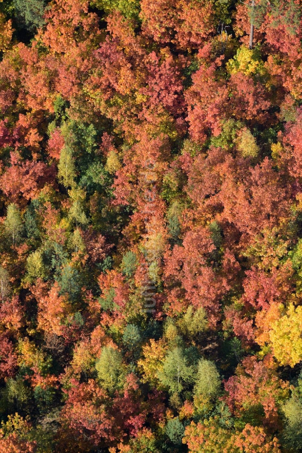 Luftaufnahme Schmachtenhagen - Meer bunt gefärbter Blätter an den Baumspitzen in einem Laubbaum- Waldgebiet in Schmachtenhagen im Bundesland Brandenburg