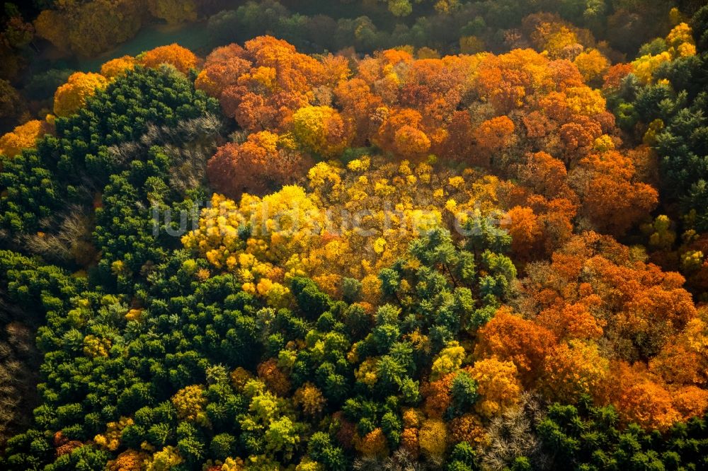 Witten von oben - Meer bunt gefärbter Blätter an den Baumspitzen in einem Laubbaum- Waldgebiet im Süden von Witten im Bundesland Nordrhein-Westfalen