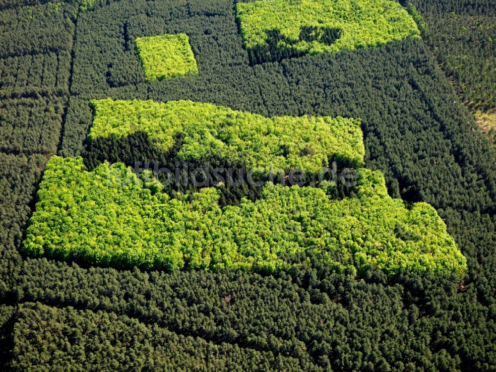 Luftbild Marksuhl - Mischwald Strukturen mit frischem Grün blühender Laubwaldbestände im Frühsommer in einem Wald bei Marksuhl in Thüringen