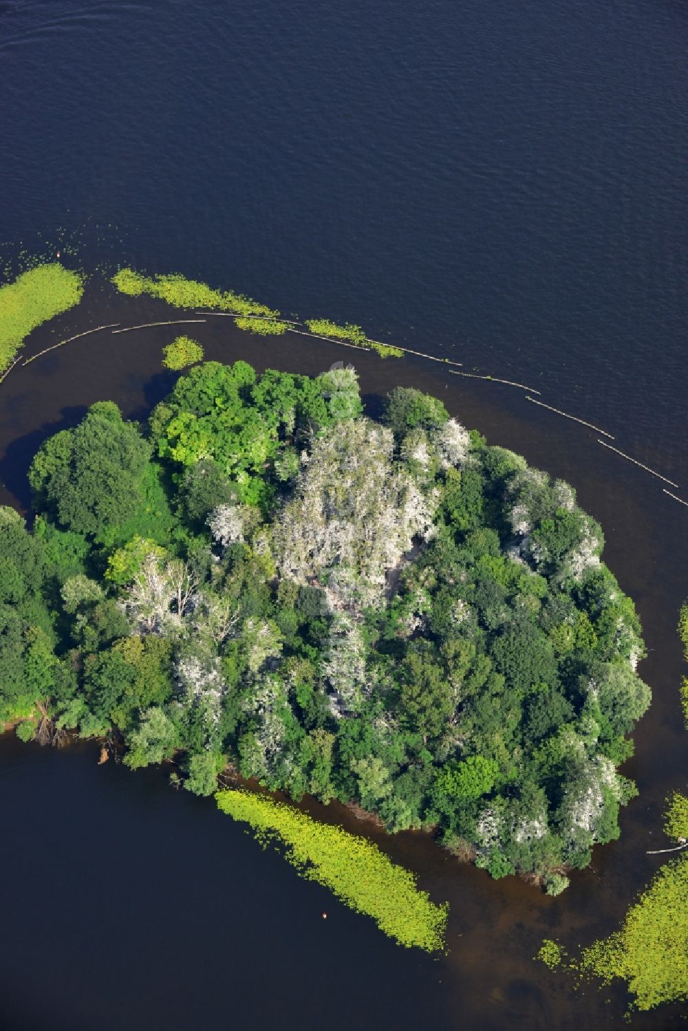 Berlin Kladow aus der Vogelperspektive: mit Entengrütze und Schlingpflanzen verwucherte Uferbereiche der Insel Imchen bei Kladow am Ufer des Wannsee in Berlin