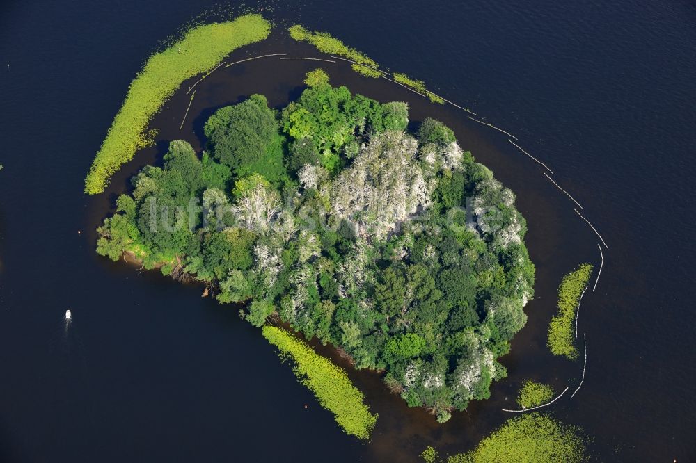 Luftbild Berlin Kladow - mit Entengrütze und Schlingpflanzen verwucherte Uferbereiche der Insel Imchen bei Kladow am Ufer des Wannsee in Berlin