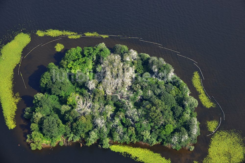 Berlin Kladow von oben - mit Entengrütze und Schlingpflanzen verwucherte Uferbereiche der Insel Imchen bei Kladow am Ufer des Wannsee in Berlin