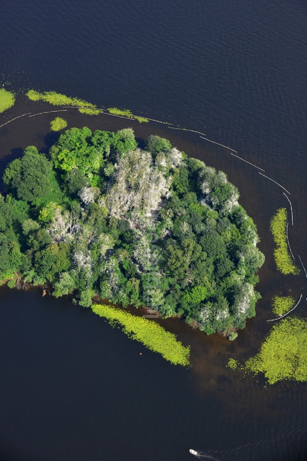 Berlin Kladow aus der Vogelperspektive: mit Entengrütze und Schlingpflanzen verwucherte Uferbereiche der Insel Imchen bei Kladow am Ufer des Wannsee in Berlin