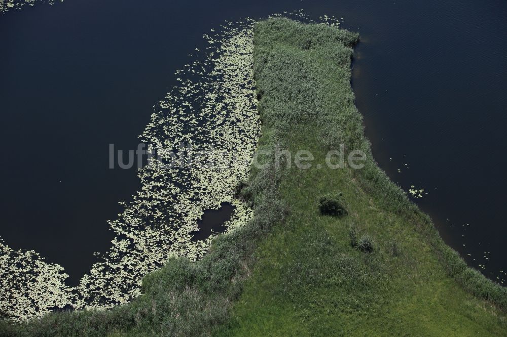 Konstanz von oben - Mit Seerosen bewachsener Uferstrich der Insel Mainau im Bundesland Baden-Württemberg