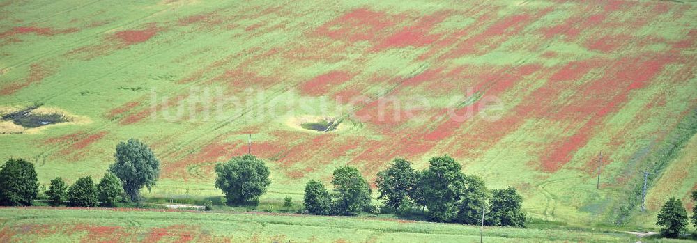 Luftbild Burg - Mohn auf Feldern bei Burg