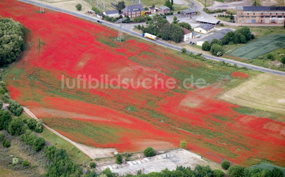 Luftbild Harbke - Mohn Landschaft auf einem Feld am Ortsrand in Harbke im Bundesland Sachsen-Anhalt