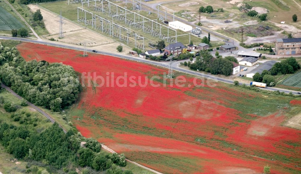 Harbke von oben - Mohn Landschaft auf einem Feld am Ortsrand in Harbke im Bundesland Sachsen-Anhalt