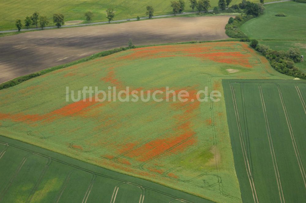 Luftaufnahme Letzin - Mohnfelder bei Letzin in Mecklenburg-Vorpommern