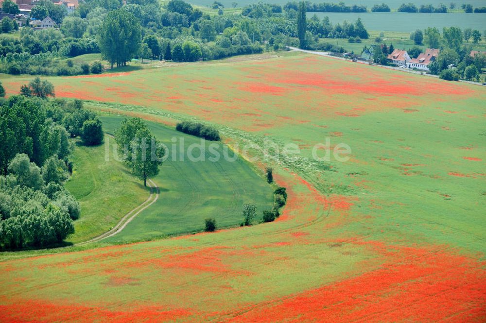 Griefstedt von oben - Mohnfelder in Thüringen