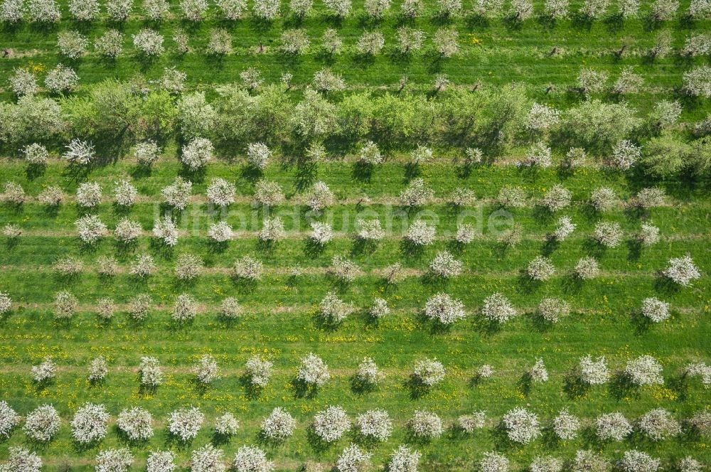 Luftbild Witzenhausen - Obstbaum-Reihen in Witzenhausen im Bundesland Hessen