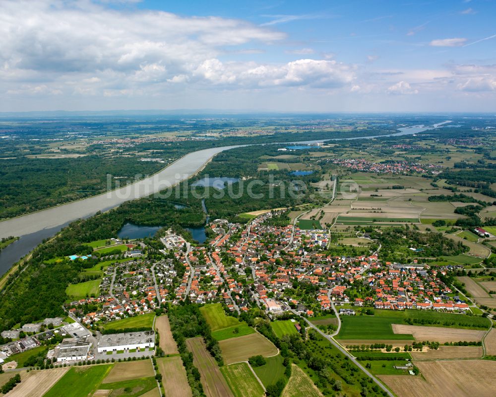 Auenheim aus der Vogelperspektive: Ortsansicht am Rande von landwirtschaftlichen Feldern in Auenheim im Bundesland Baden-Württemberg, Deutschland