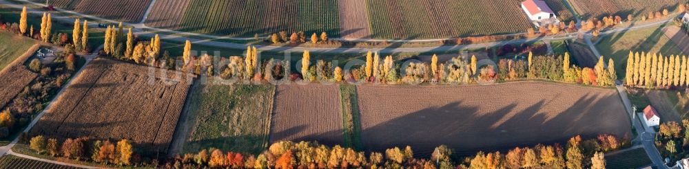 Luftaufnahme Roschbach - Panorama der Herbstlich gefärbte Pappel-Baumreihen an einer Landstraße an einem Bach in Roschbach im Bundesland Rheinland-Pfalz, Deutschland