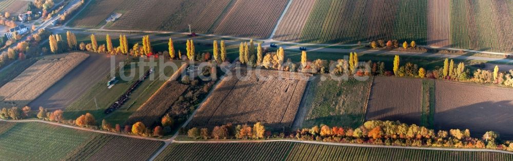 Roschbach von oben - Panorama der Herbstlich gefärbte Pappel-Baumreihen an einer Landstraße an einem Bach in Roschbach im Bundesland Rheinland-Pfalz, Deutschland