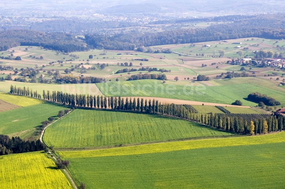 Karlsruhe von oben - Pappel-Baumreihe an einer Landstraße an einem Feldrand bei Hohenwettersbach in Karlsruhe im Bundesland Baden-Württemberg