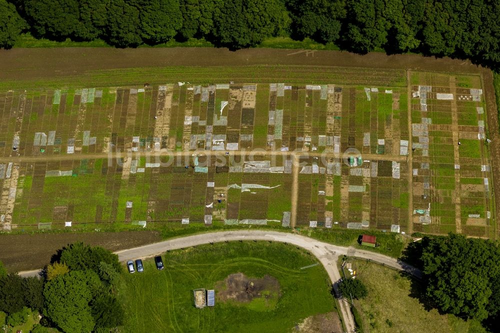 Bochum von oben - Parzellen- Strukturen der Gemüsegarten- und Kleingartenanlage - Schrebergarten im Stadtteil Harpen von Bochum in Nordrhein-Westfalen