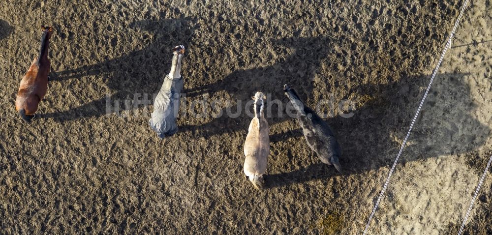 Hamm aus der Vogelperspektive: Pferde- Reihe mit Decken auf der Koppel eines Reiterhofes an der Lippestraße in Hamm im Bundesland Nordrhein-Westfalen