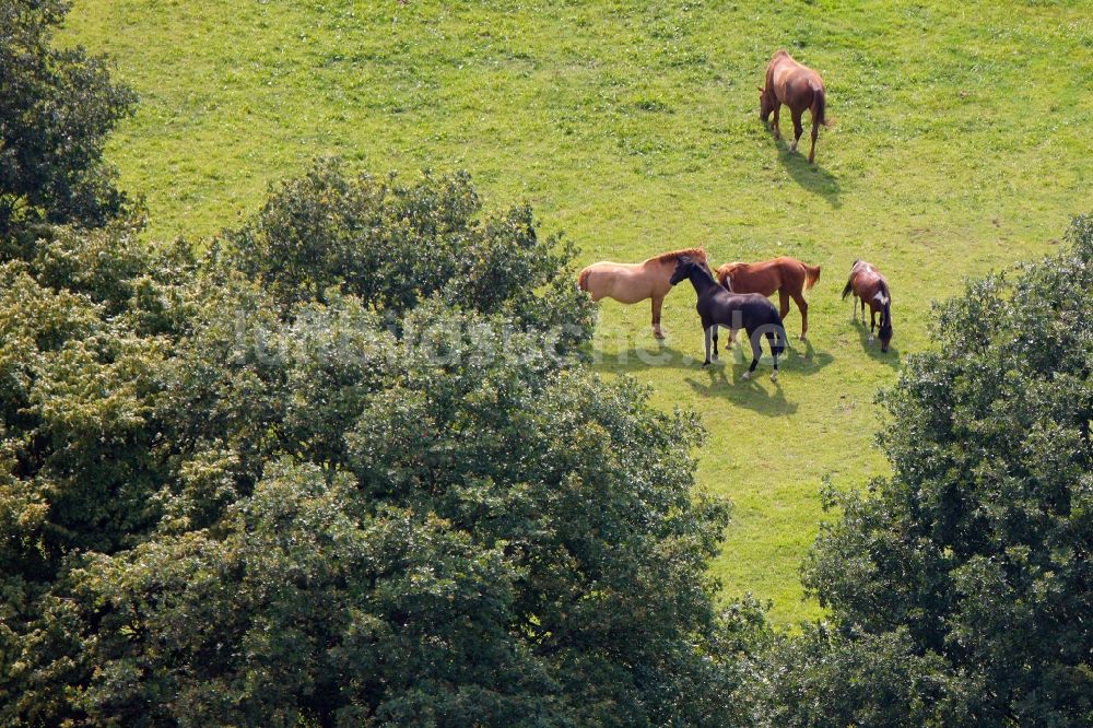 Selm OT Bork von oben - Pferdeweide im Ortsteil Bork in Selm im Bundesland Nordrhein-Westfalen