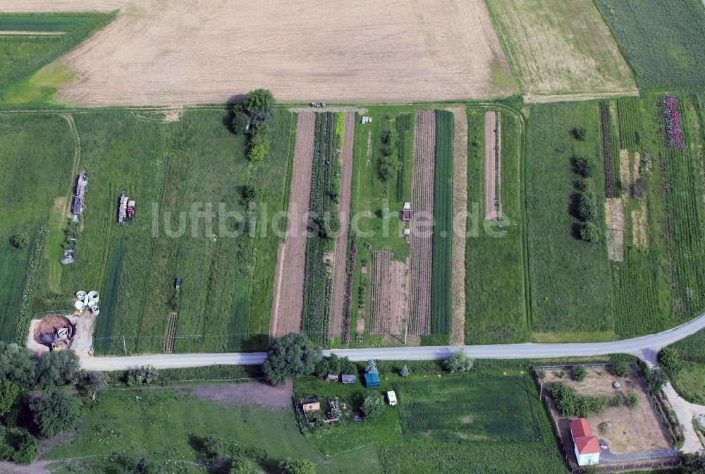 Luftaufnahme Löberschütz - Pfingstrosenfeld bei Löberschütz im Bundesland Thüringen