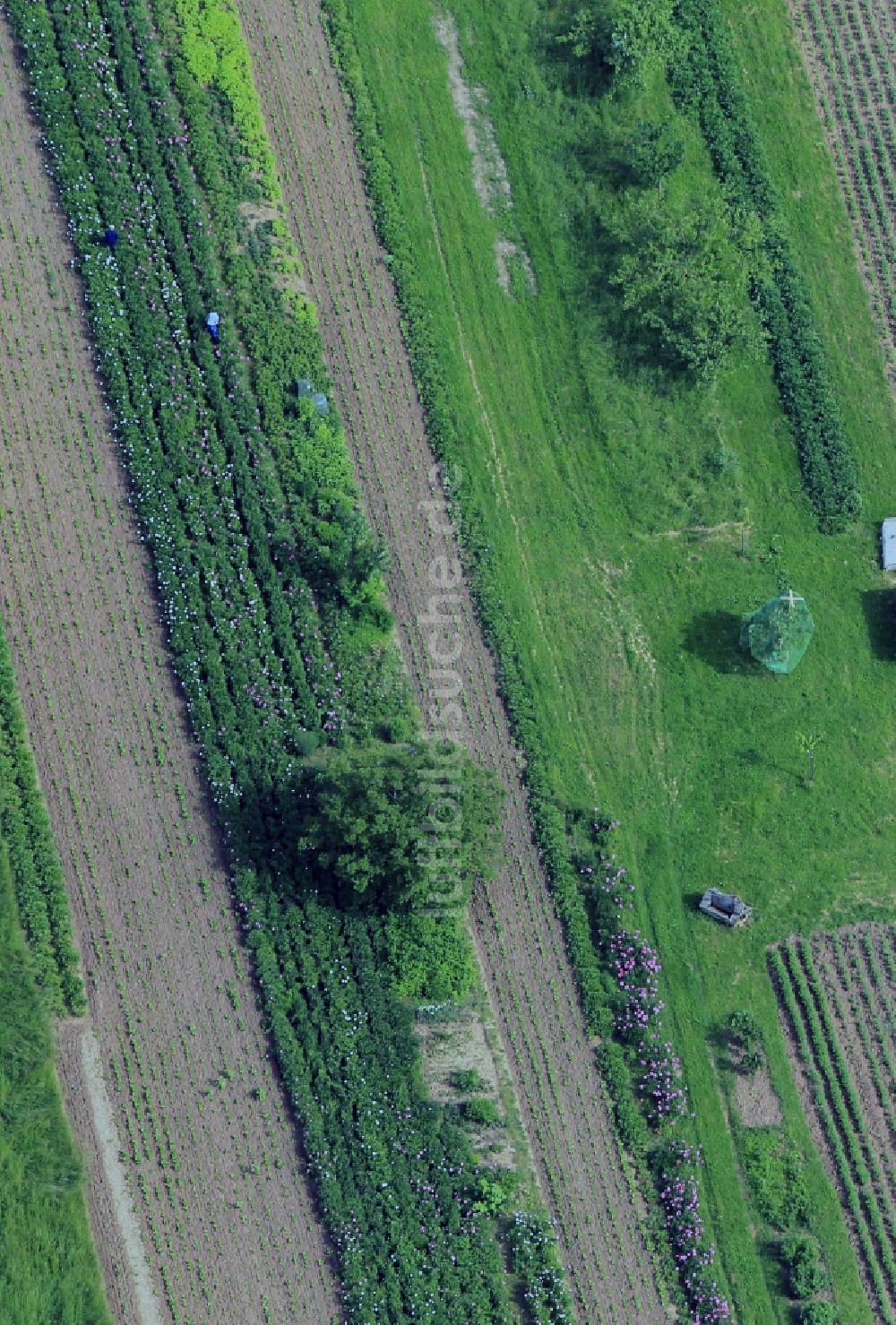 Löberschütz von oben - Pfingstrosenfeld bei Löberschütz im Bundesland Thüringen